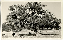 Photograph of goats in a tree